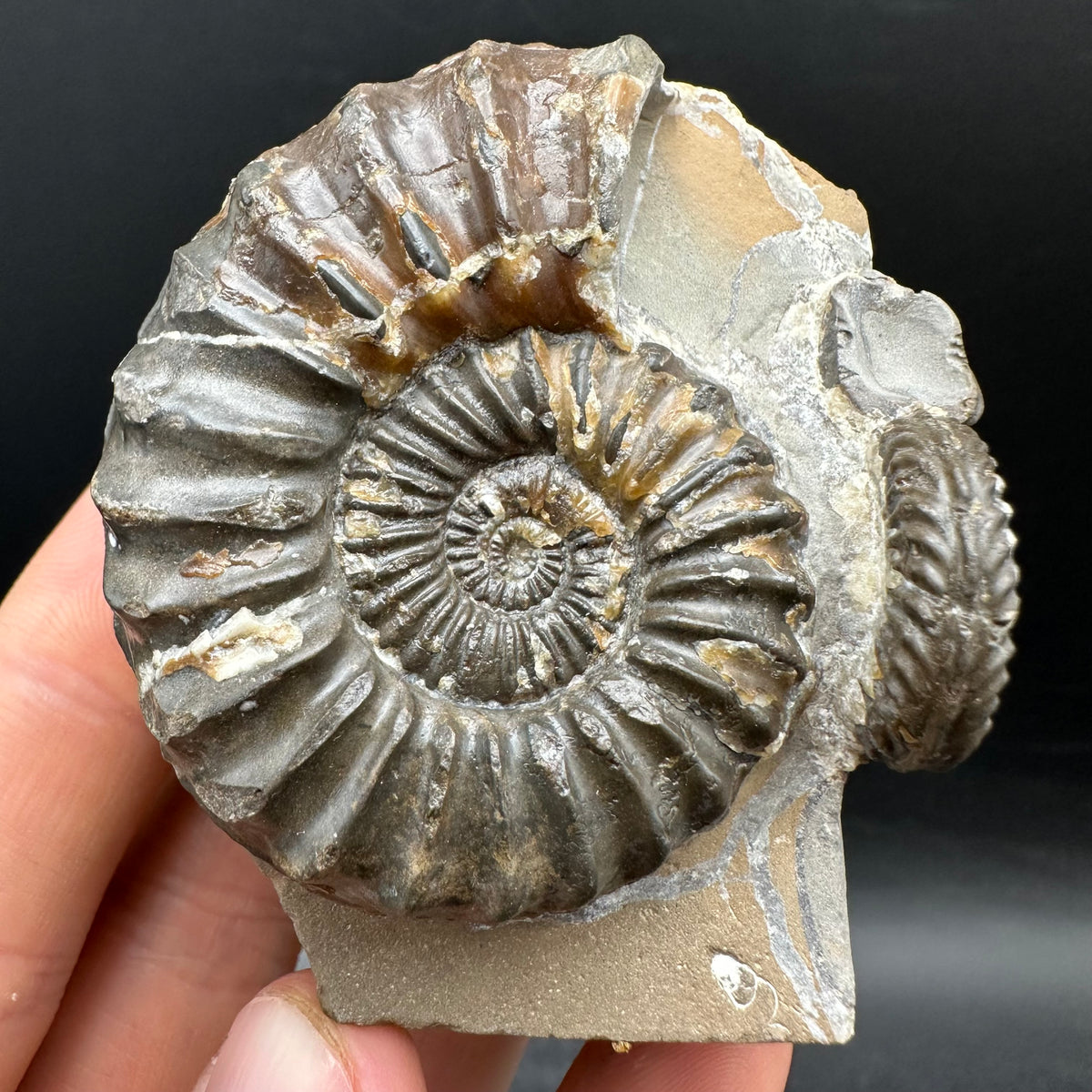 Pleuroceras paucicostatum ammonite fossil with box and stand - Whitby, North Yorkshire Jurassic Coast Yorkshire Fossils