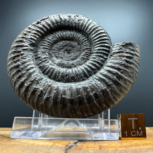 Dactylioceras Ammonite Fossil With box and Stand - Whitby, North Yorkshire Jurassic Coast Yorkshire Fossils