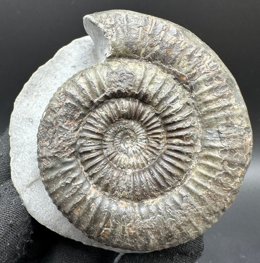 Catacoeloceras Sp. ammonite fossil with box and stand- Whitby, North Yorkshire Jurassic Coast Yorkshire Fossils