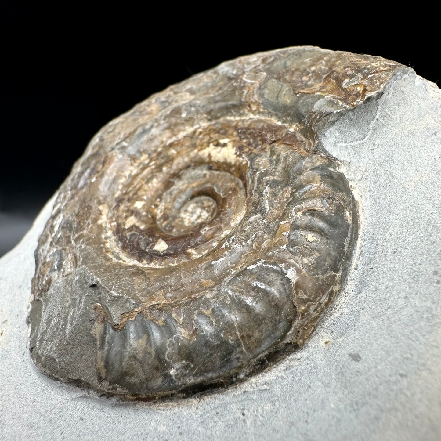 Hildoceras Bifrons Ammonite fossil with box and stand - Whitby, North Yorkshire Jurassic Coast, Yorkshire Fossils from the Jurassic Coast