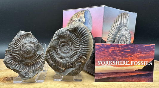 Dactylioceras Ammonite nodule (split pair) Fossil With Box And Stand - Whitby, North Yorkshire Jurassic Coast Yorkshire Fossils