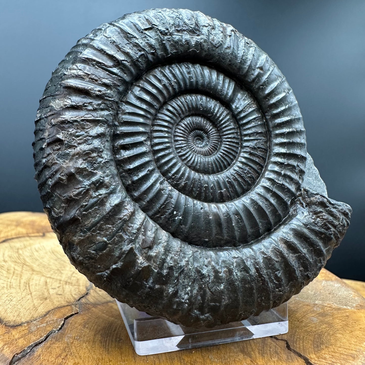 Dactylioceras Ammonite Fossil With box and Stand - Whitby, North Yorkshire Jurassic Coast Yorkshire Fossils
