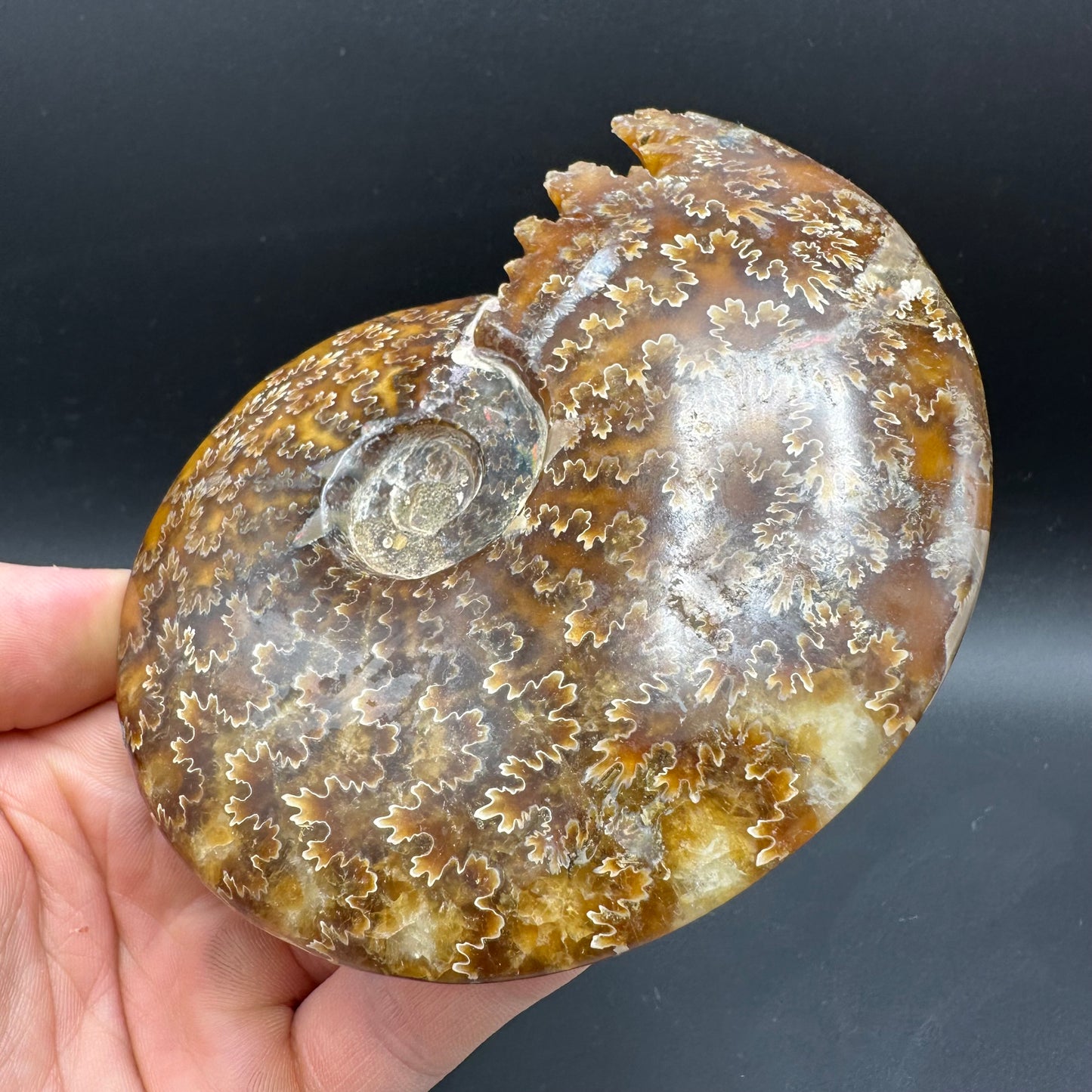 Cleoniceras Ammonite Fossil With Box And Stand - Cretaceous Ammonite Madagascar