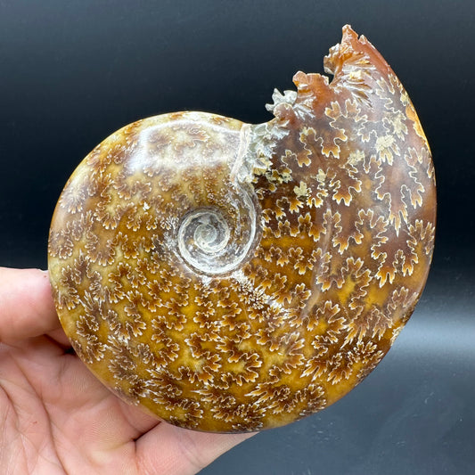 Cleoniceras Ammonite Fossil With Box And Stand - Cretaceous Ammonite Madagascar