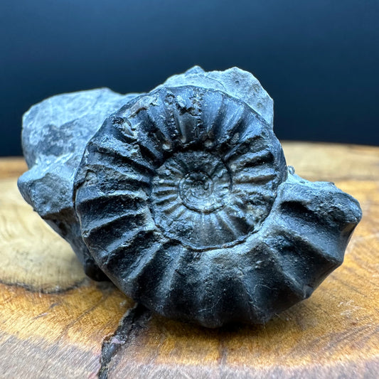 Aegasteroceras sagittarium ammonite fossil with box and stand - Whitby, North Yorkshire Jurassic Coast Yorkshire Fossils