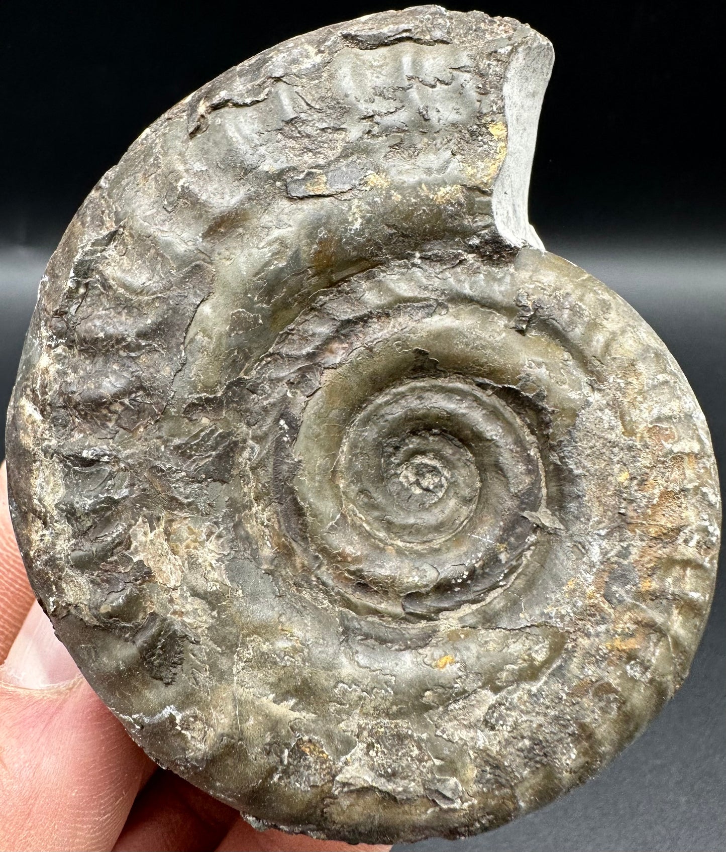 Hildoceras Bifrons Ammonite fossil with box and stand - Whitby, North Yorkshire Jurassic Coast, Yorkshire Fossils from the Jurassic Coast