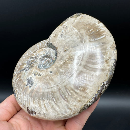 Cleoniceras Ammonite Fossil With Stand - Cretaceous Ammonite Madagascar