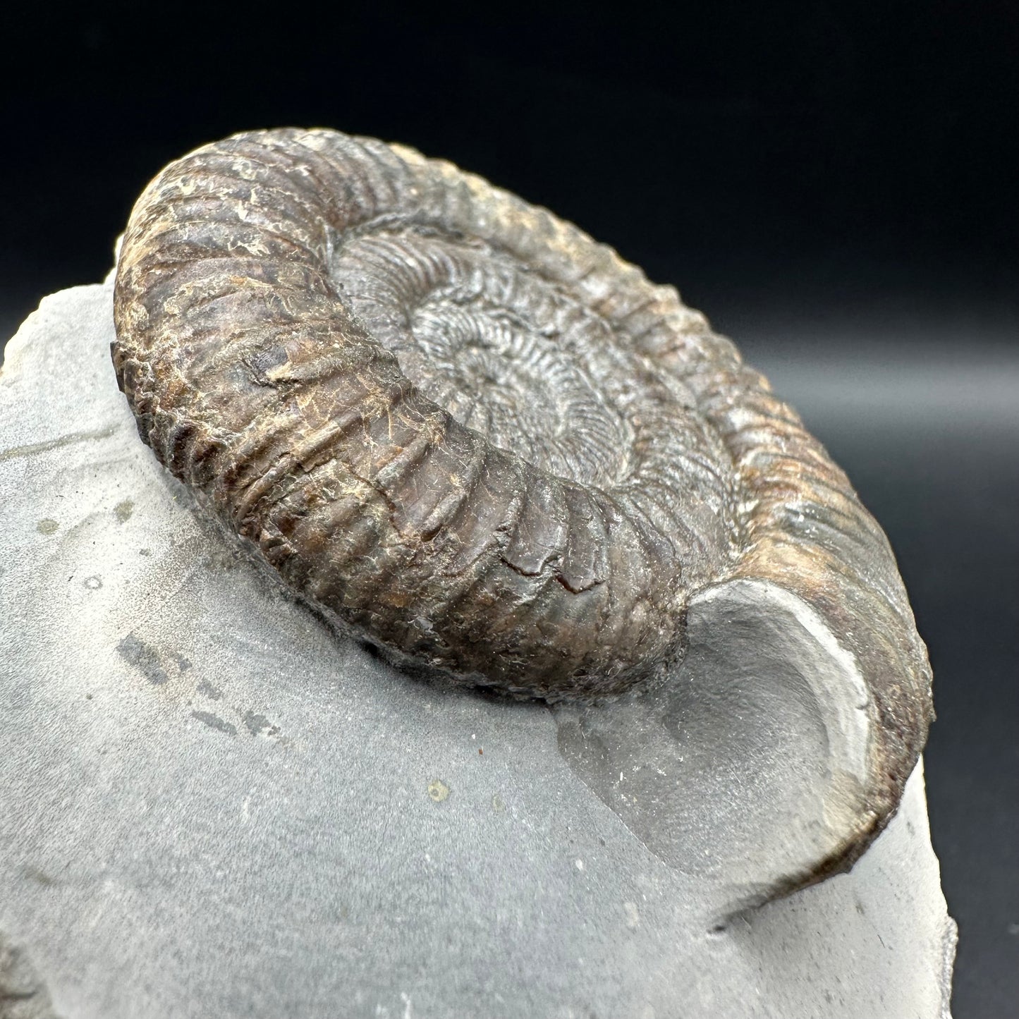 Dactylioceras Ammonite Fossil With Box And Stand - Whitby, North Yorkshire Jurassic Coast Yorkshire Fossils