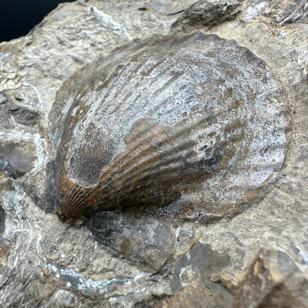 Shell fossil with stand - Whitby, North Yorkshire, Jurassic Coast, Yorkshire Fossils