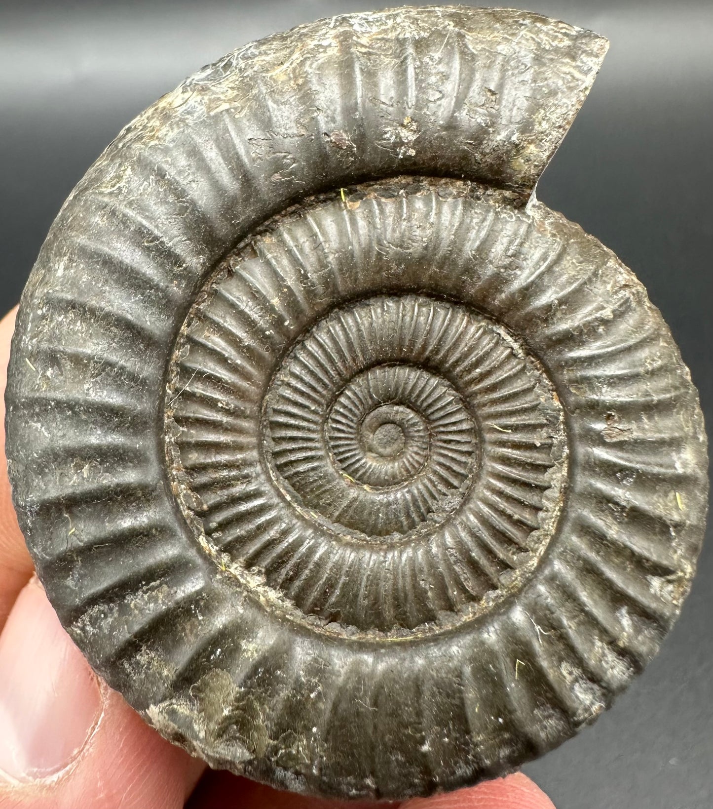 Matrix Free Dactylioceras Ammonite Fossil With Box And Stand - Whitby, North Yorkshire Jurassic Coast Yorkshire Fossils