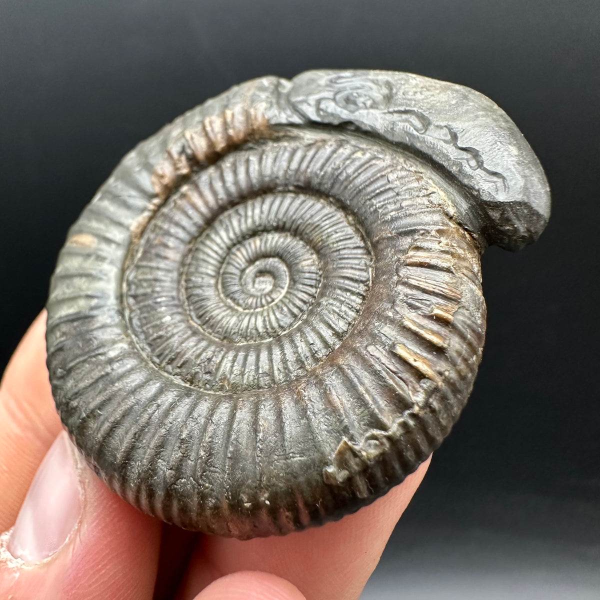 Snakestone Ammonite Fossil With Bag/Box And Stand - Whitby, North Yorkshire Jurassic Coast Yorkshire Fossils