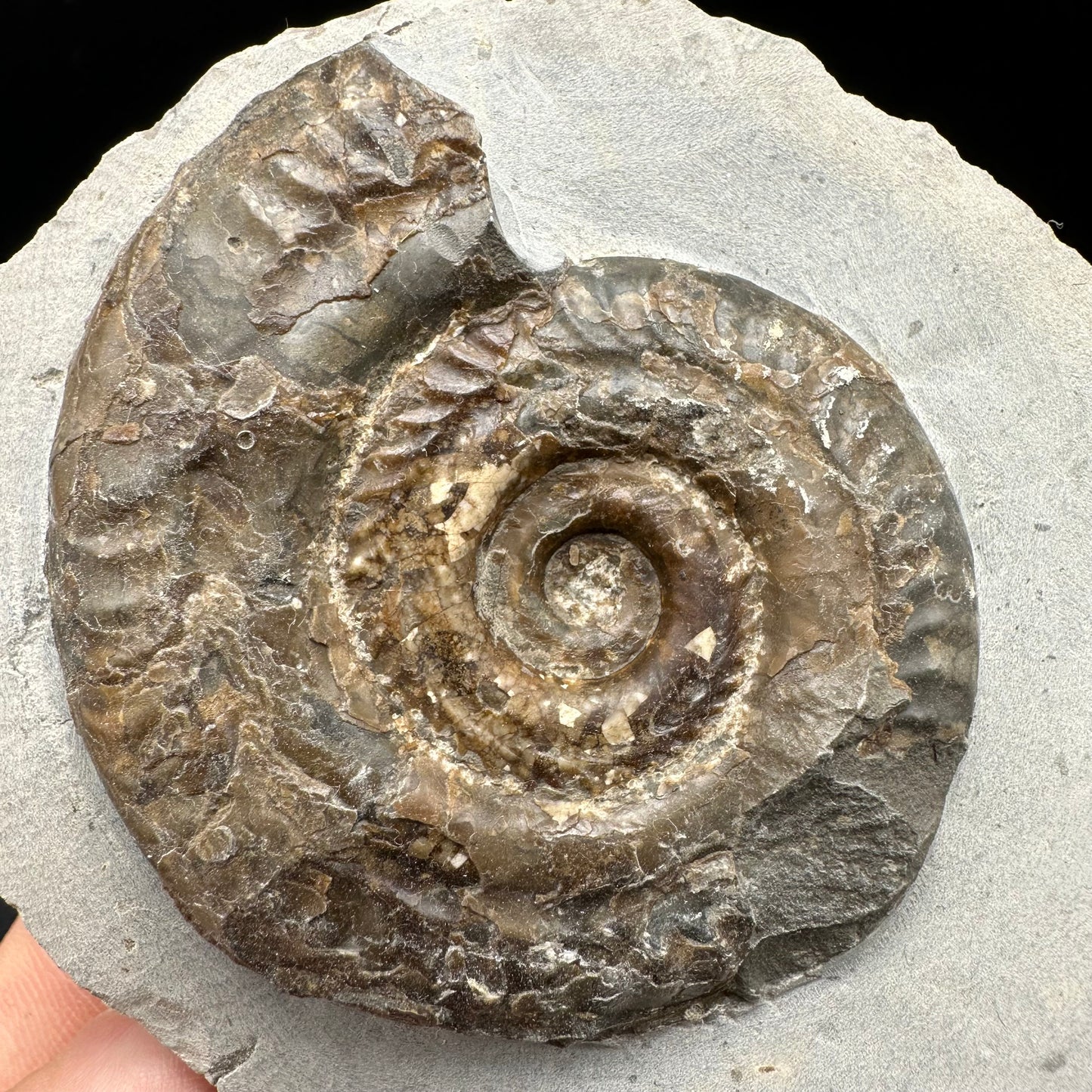 Hildoceras Bifrons Ammonite fossil with box and stand - Whitby, North Yorkshire Jurassic Coast, Yorkshire Fossils from the Jurassic Coast