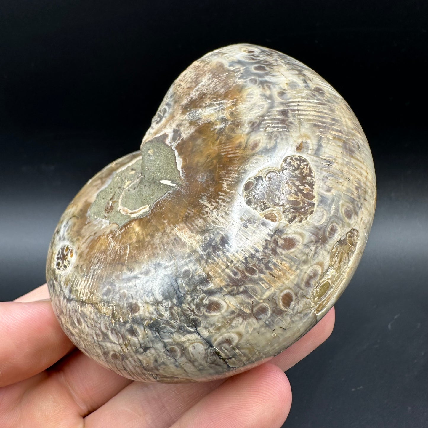 Phylloceras Ammonite Fossil With Box And Stand - Cretaceous Ammonite Madagascar