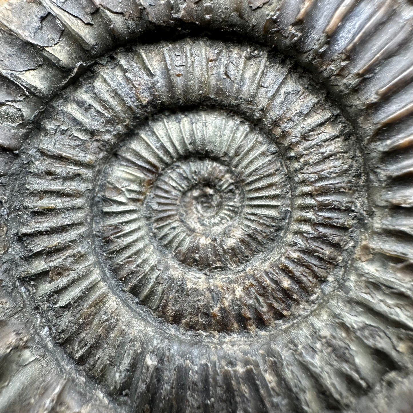 Dactylioceras Ammonite Fossil With Box And Stand - Whitby, North Yorkshire Jurassic Coast Yorkshire Fossils