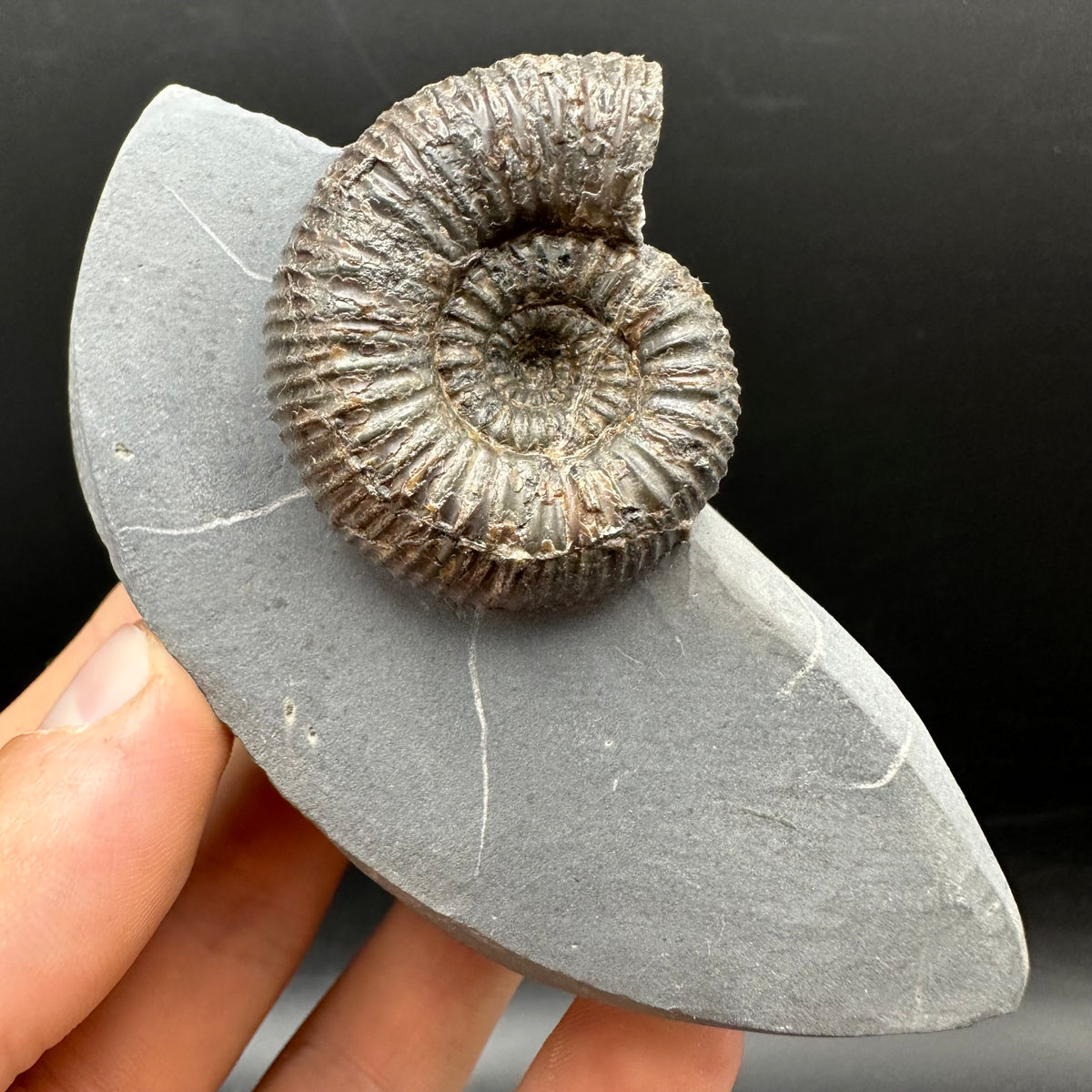 Nodicoeloceras Sp. Ammonite Fossil With Box And Stand - Whitby, North Yorkshire Jurassic Coast Yorkshire Fossils