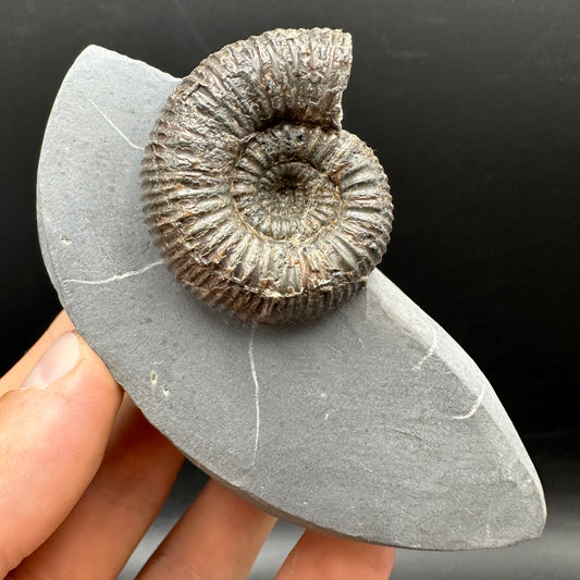 Nodicoeloceras Sp. Ammonite Fossil With Box And Stand - Whitby, North Yorkshire Jurassic Coast Yorkshire Fossils