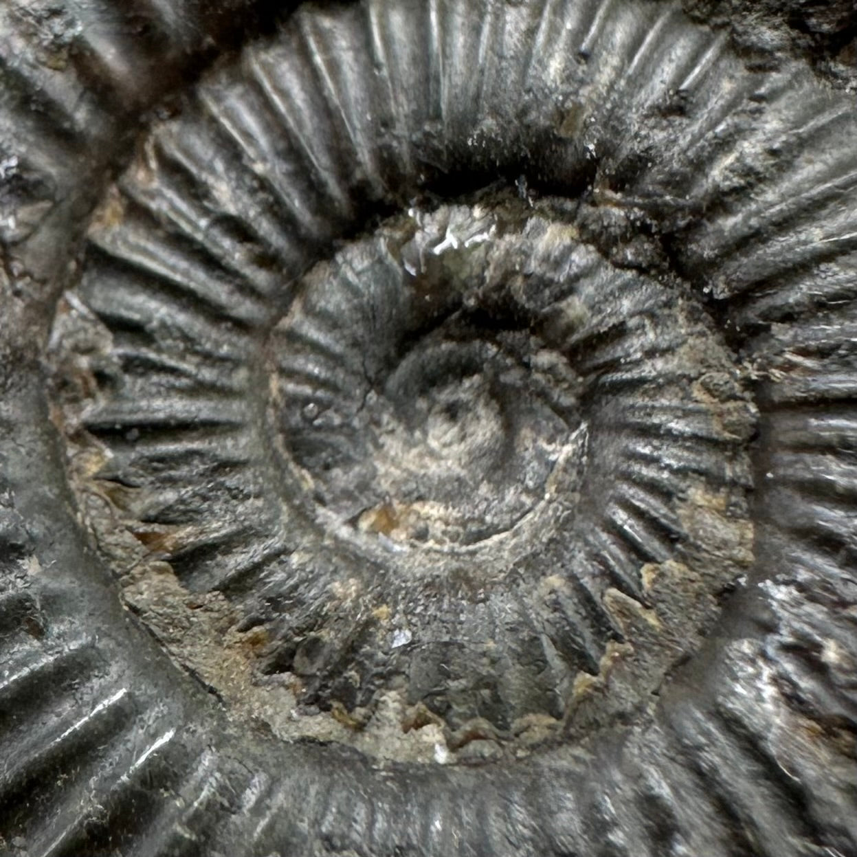 Dactylioceras Ammonite Fossil With Box And Stand - Whitby, North Yorkshire Jurassic Coast Yorkshire Fossils