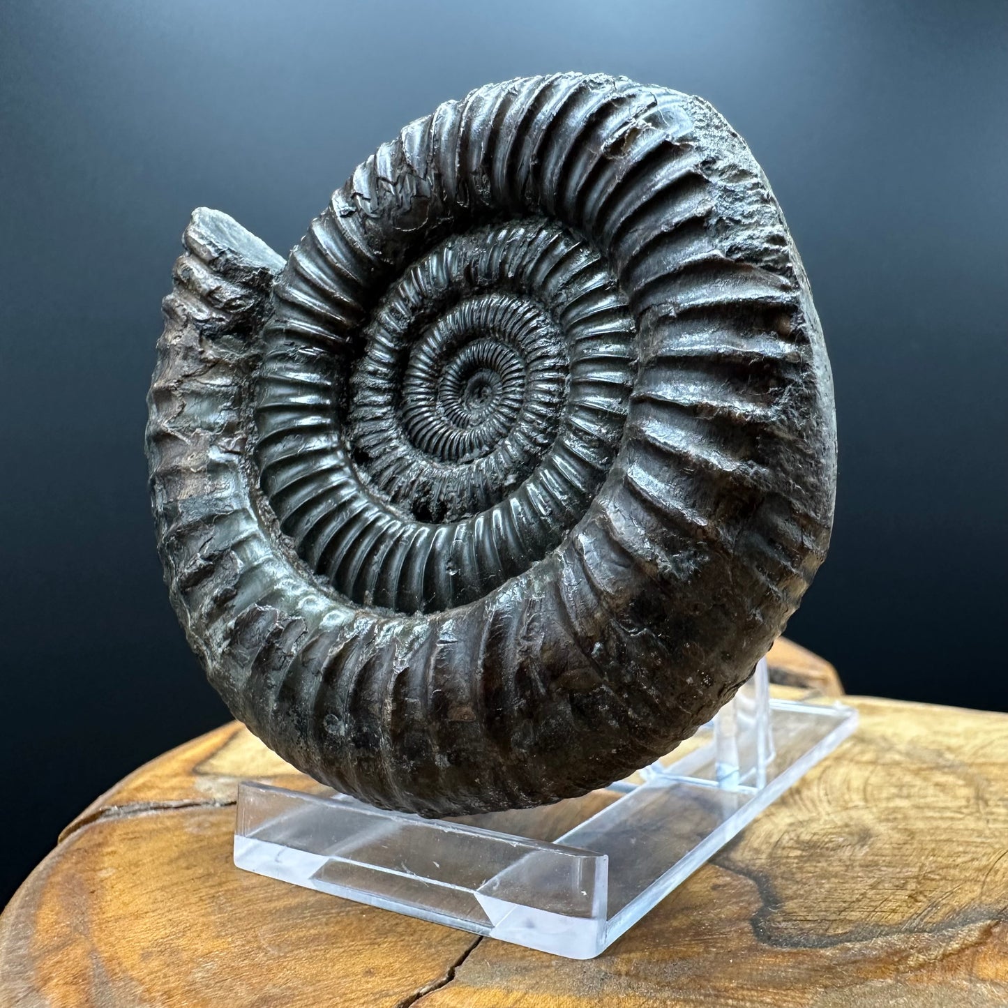 Dactylioceras Ammonite Fossil With box and Stand - Whitby, North Yorkshire Jurassic Coast Yorkshire Fossils