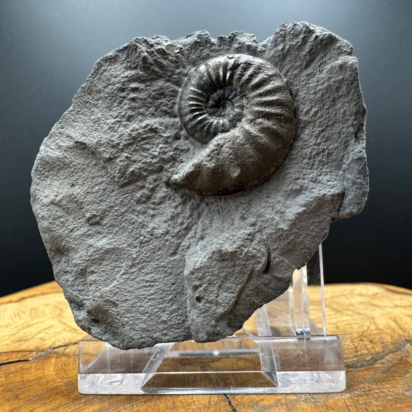 Agassiceras sp. ammonite fossil with box and stand - Whitby, North Yorkshire Jurassic Coast Yorkshire Fossils