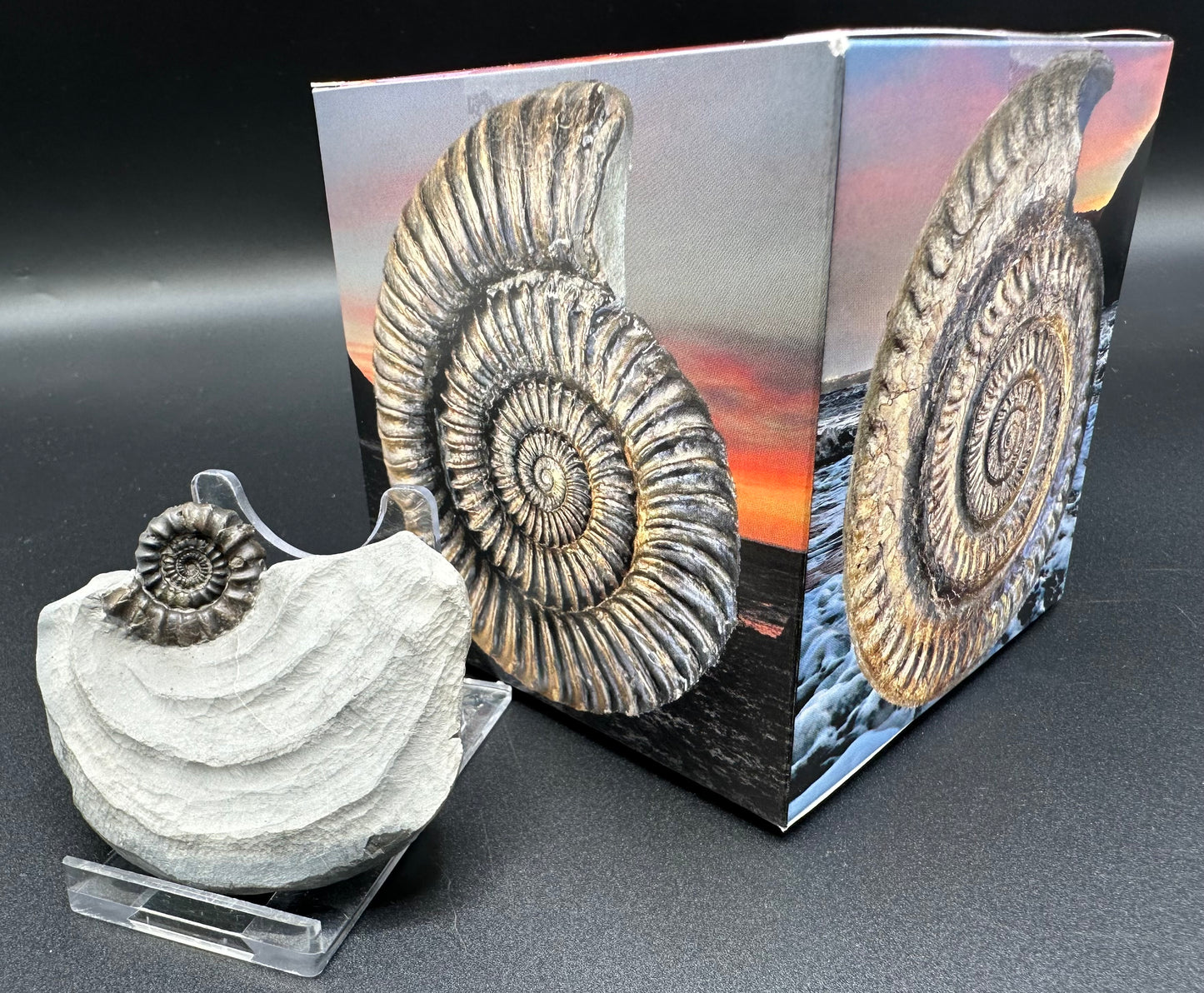 Gagaticeras ammonite fossil with gift box and stand- Whitby, North Yorkshire Jurassic Coast Yorkshire Fossils