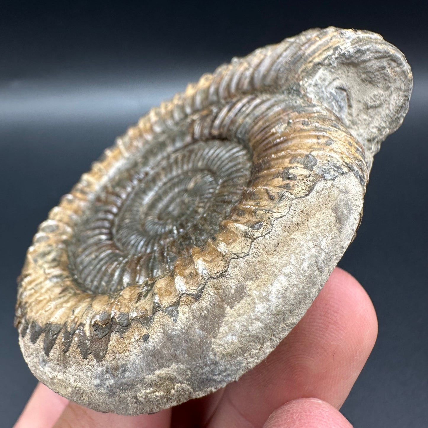 Dactylioceras Ammonite Fossil With Box And Stand - Whitby, North Yorkshire Jurassic Coast Yorkshire Fossils