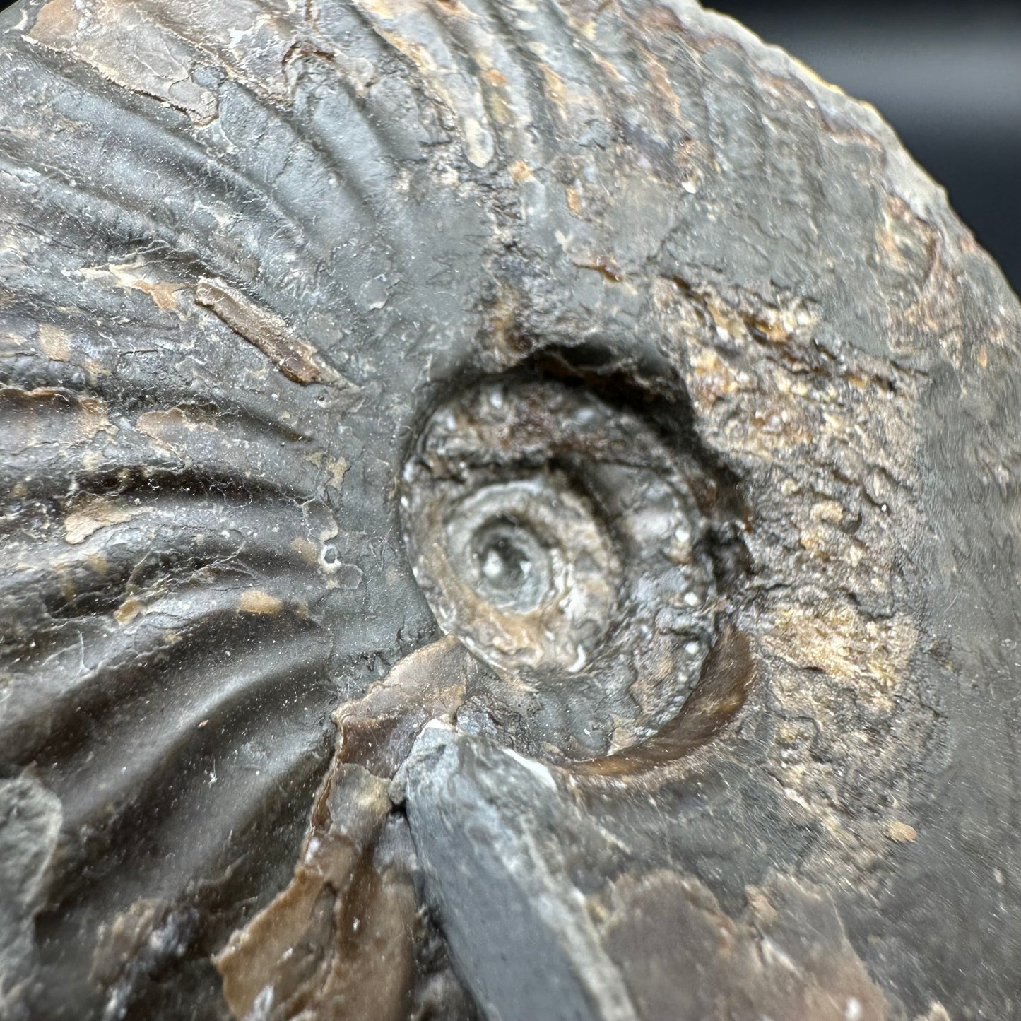 Pseudolioceras lythense ammonite fossil with box and stand - Whitby, North Yorkshire, Yorkshire Fossils on the Jurassic Coast