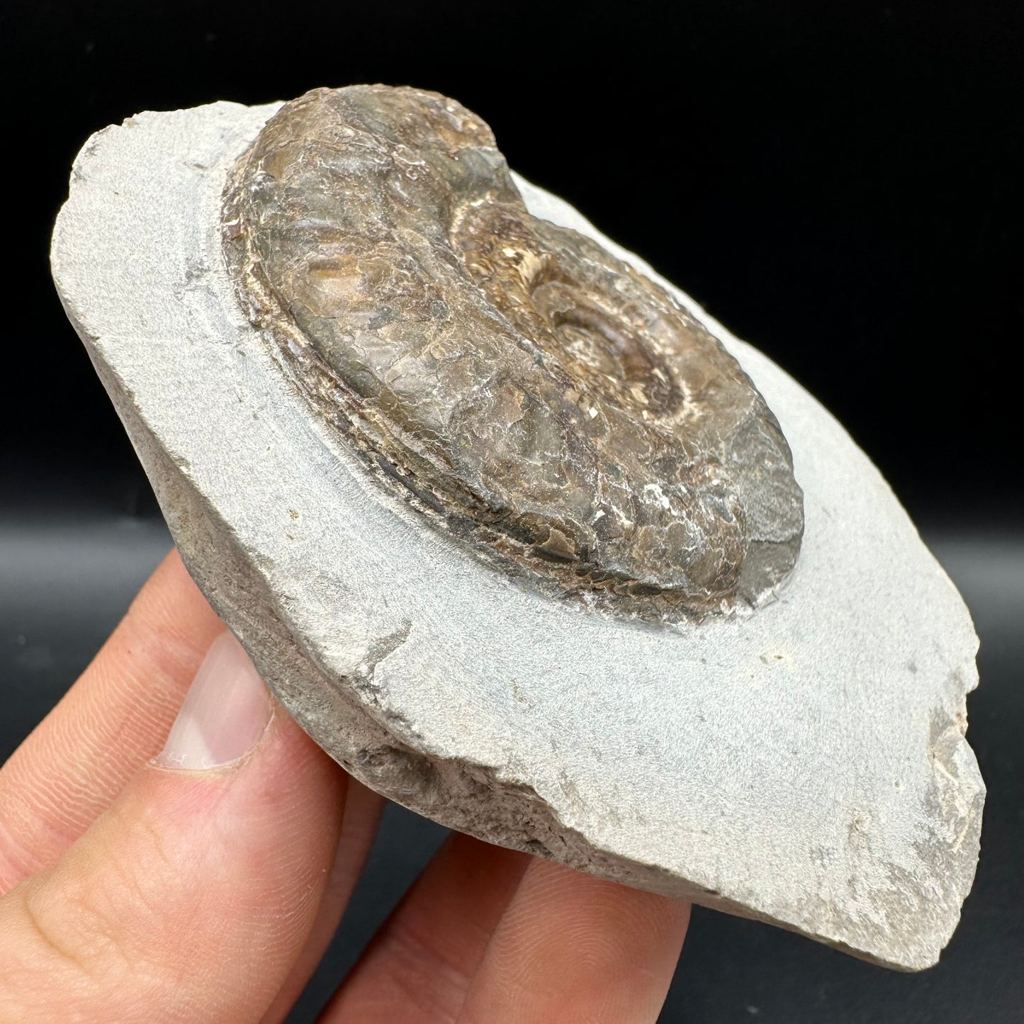 Hildoceras Bifrons Ammonite fossil with box and stand - Whitby, North Yorkshire Jurassic Coast, Yorkshire Fossils from the Jurassic Coast