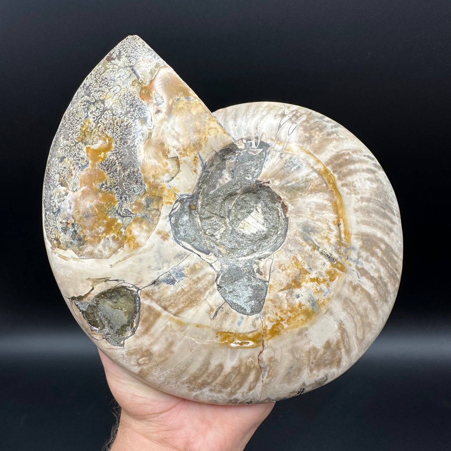 Cleoniceras Ammonite Fossil With Stand - Cretaceous Ammonite Madagascar