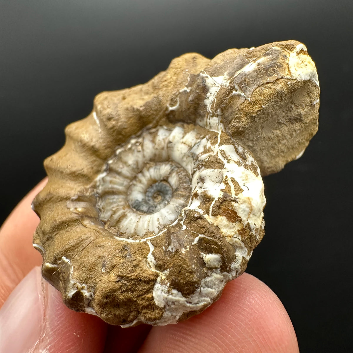 Androgynoceras capricornus Ammonite Fossil With Stand - Whitby, North Yorkshire Jurassic Coast Yorkshire Fossils
