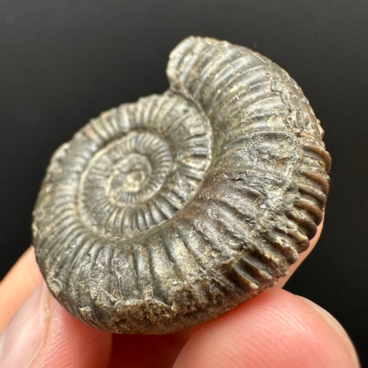 Dactylioceras Ammonite Fossil Gift Set - Whitby, North Yorkshire Jurassic Coast Yorkshire Fossils