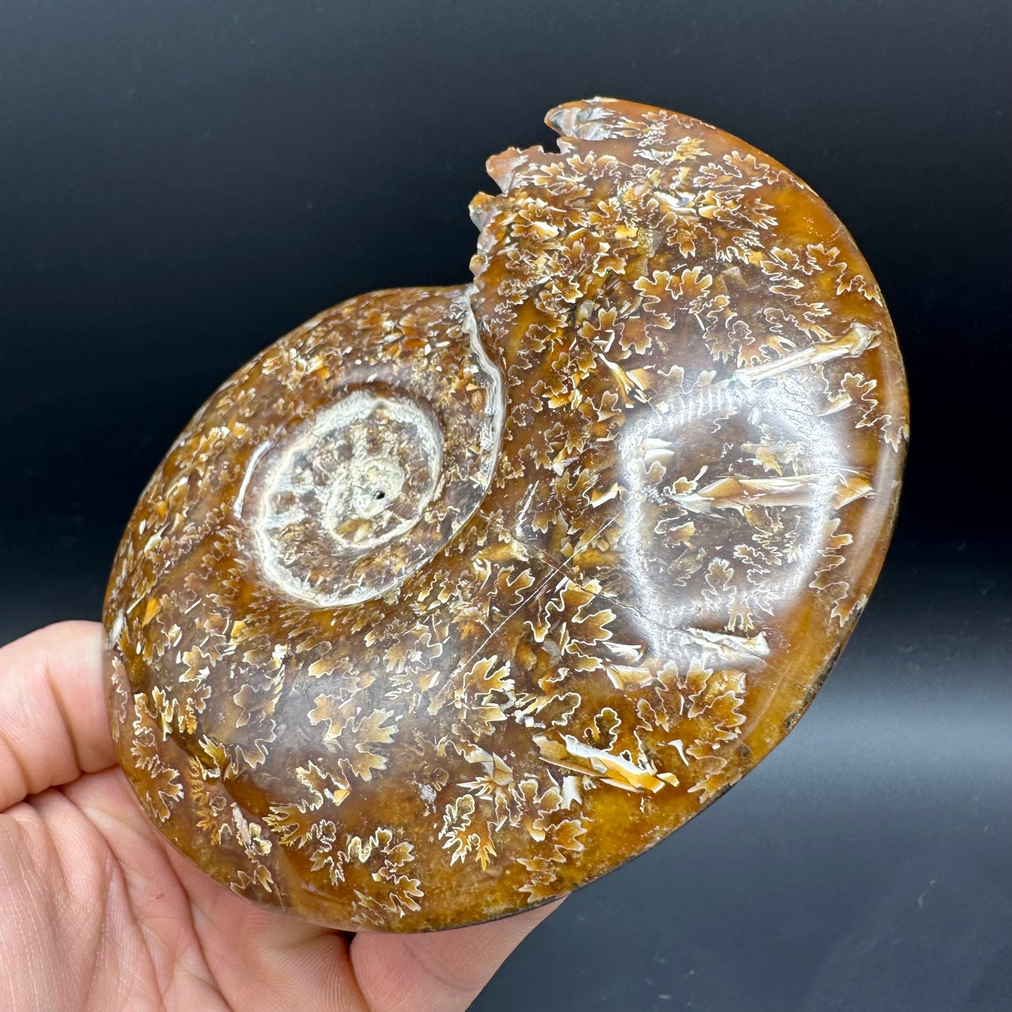Cleoniceras Ammonite Fossil With Box And Stand - Cretaceous Ammonite Madagascar