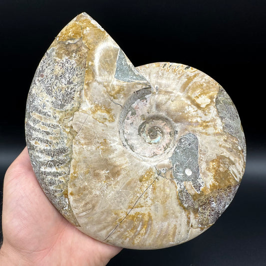 Cleoniceras Ammonite Fossil With Stand - Cretaceous Ammonite Madagascar