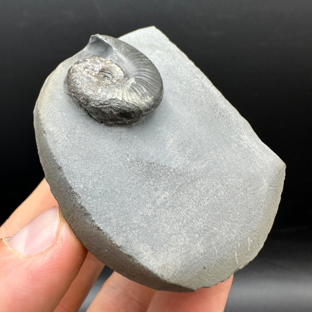 Eleganticeras Elegantulum ammonite fossil with box and stand - Whitby, North Yorkshire Jurassic Coast, Yorkshire Fossils