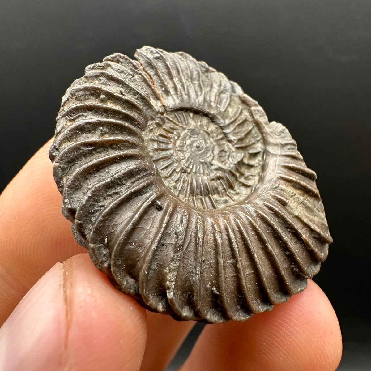 Schlothemia sp. ammonite fossil with box and stand - Whitby, North Yorkshire Jurassic Coast, Yorkshire fossils