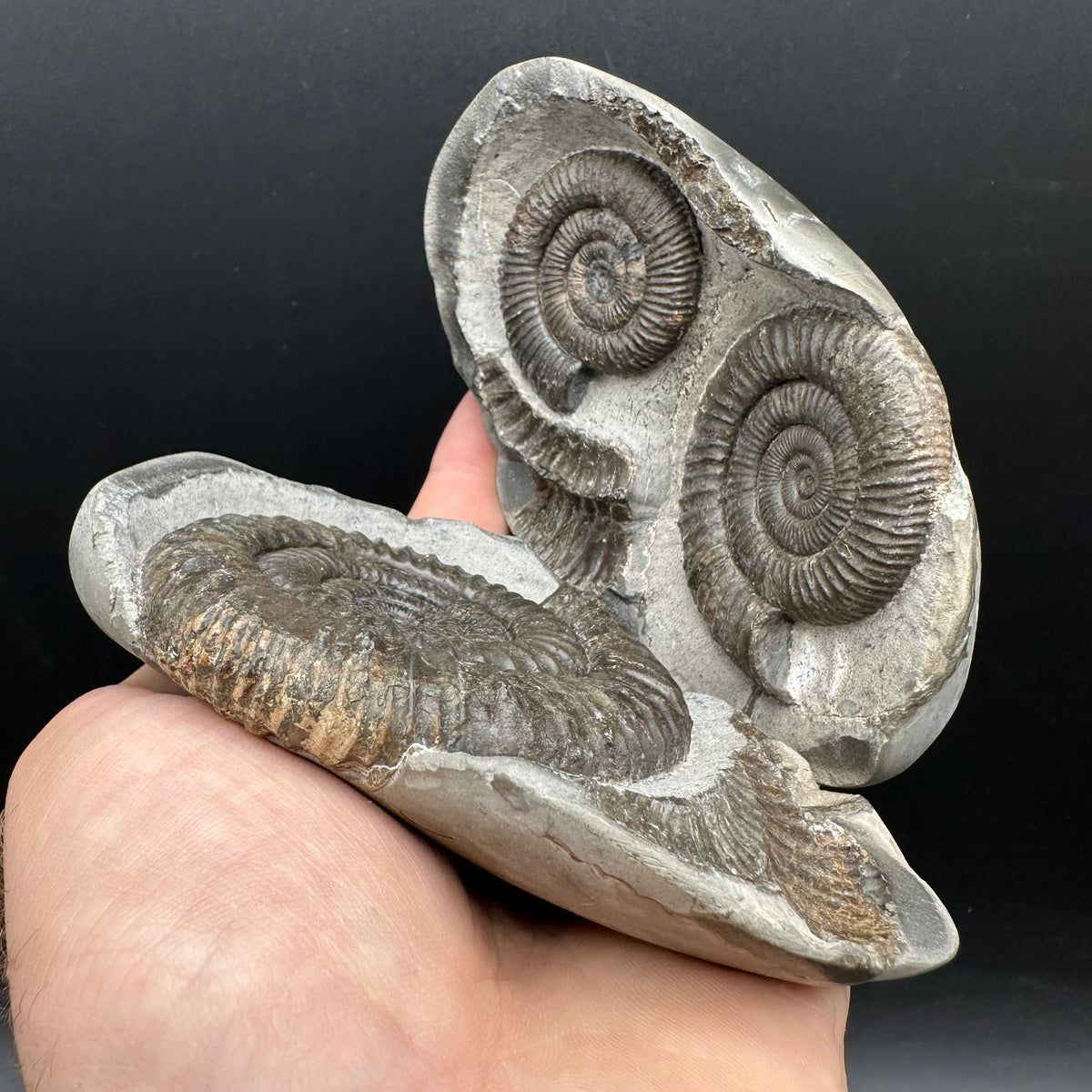 Dactylioceras Ammonite nodule (split pair) Fossil With Stand - Whitby, North Yorkshire Jurassic Coast Yorkshire Fossils