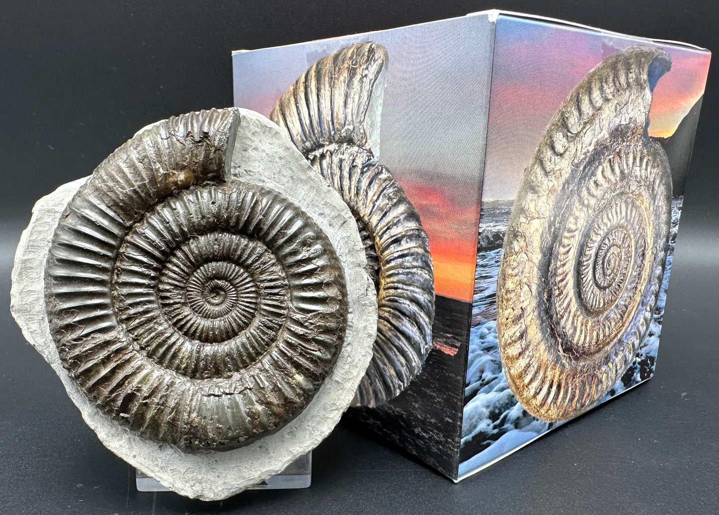 Dactylioceras Ammonite Fossil With Box And Stand - Whitby, North Yorkshire Jurassic Coast Yorkshire Fossils