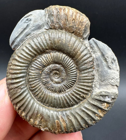 Hydra Snakestone Ammonite Fossil With Bag/Box And Stand - Whitby, North Yorkshire Jurassic Coast Yorkshire Fossils
