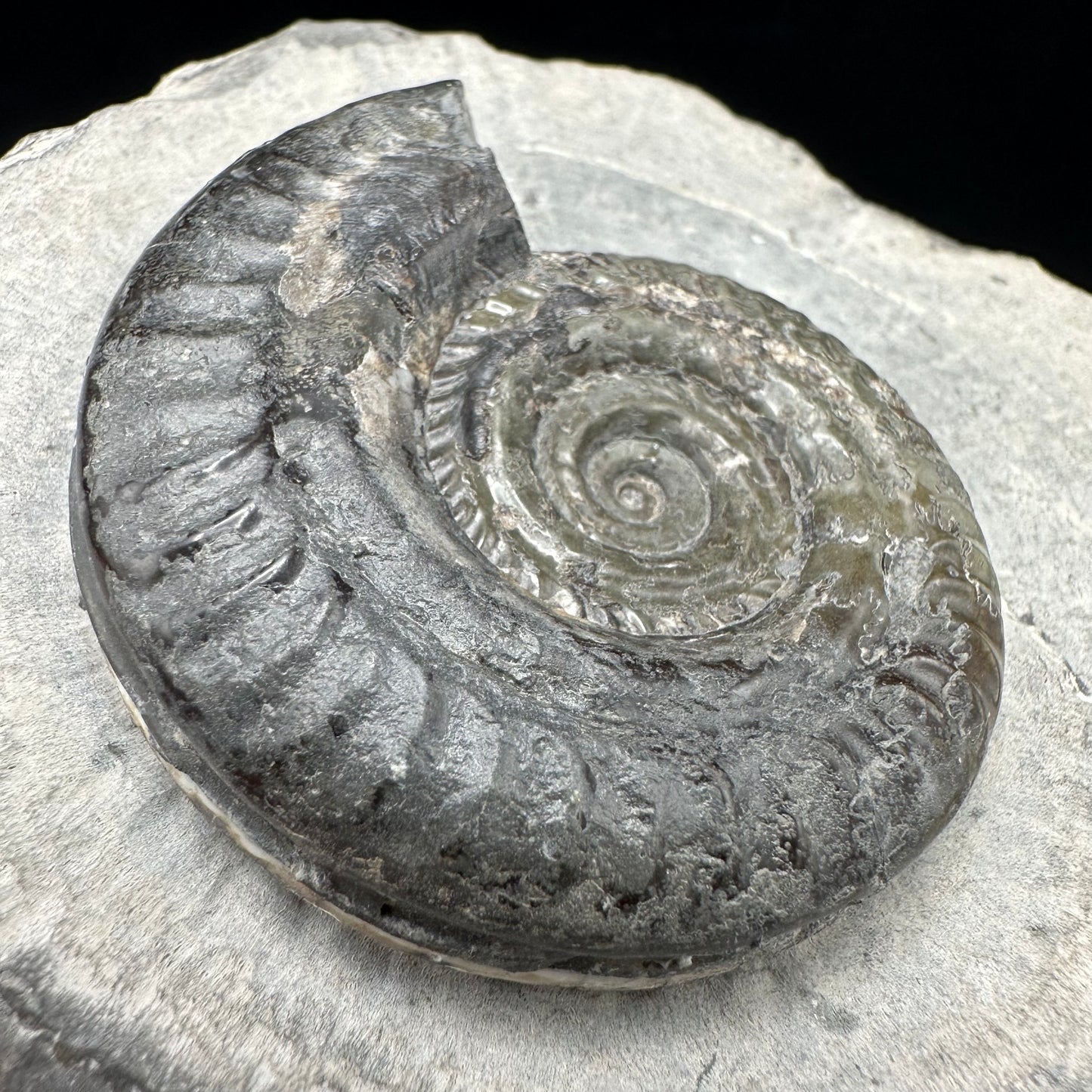 Hildoceras Bifrons Ammonite fossil with box and stand - Whitby, North Yorkshire Jurassic Coast, Yorkshire Fossils from the Jurassic Coast