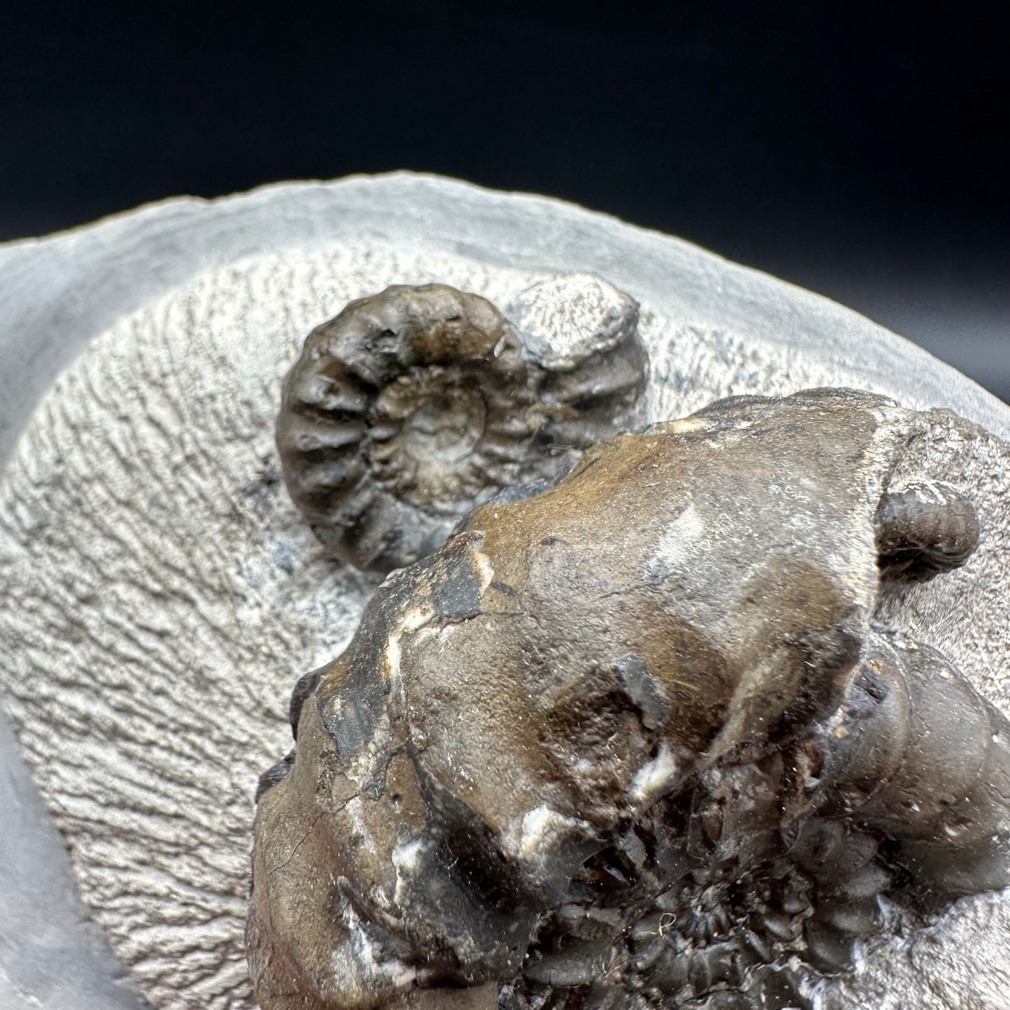 Androgynoceras maculatum ammonite fossil with stand - Whitby, North Yorkshire Jurassic Coast Yorkshire Fossils