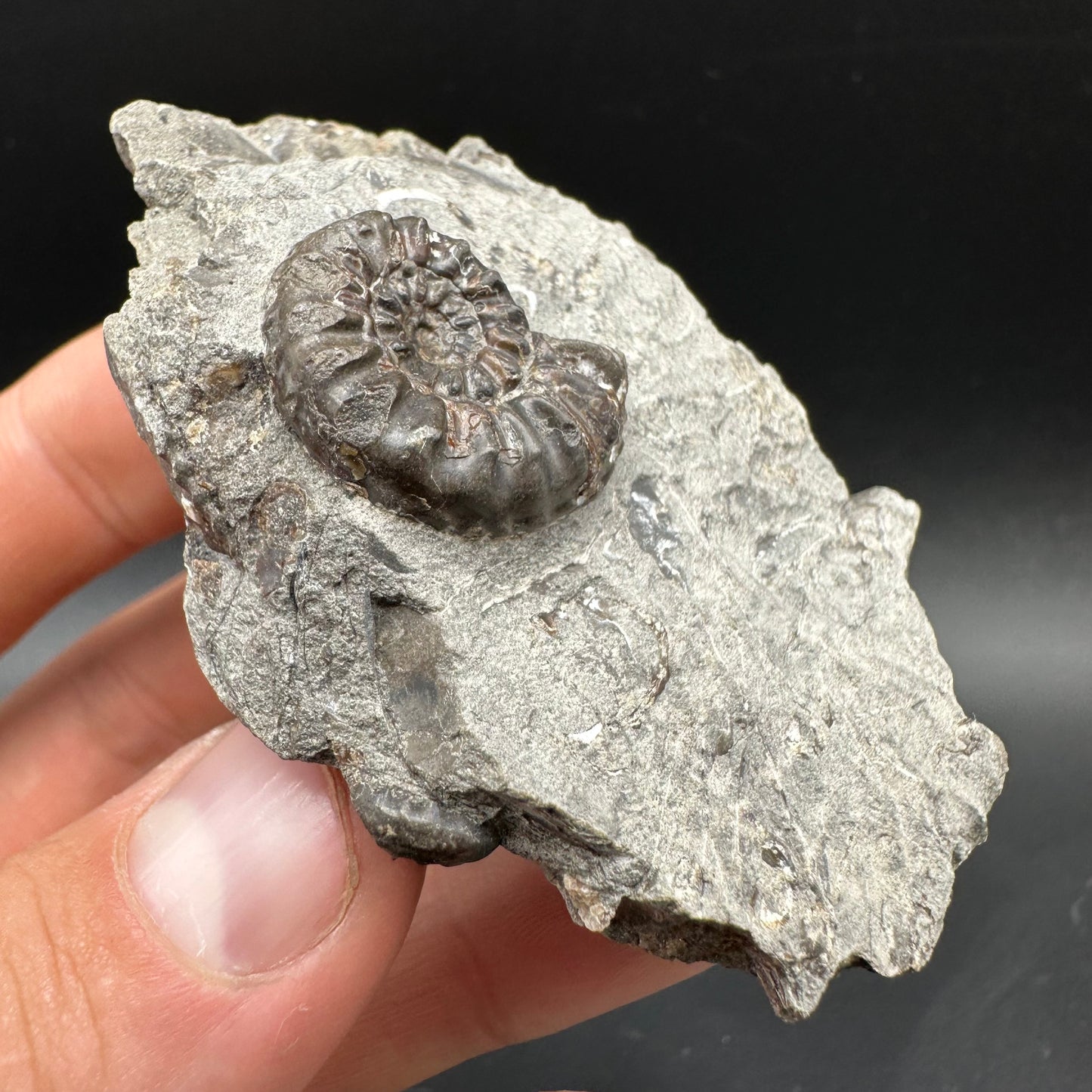 Amaltheus subnodosus Ammonite fossil with box and stand - Whitby, North Yorkshire Jurassic Coast Yorkshire Fossils