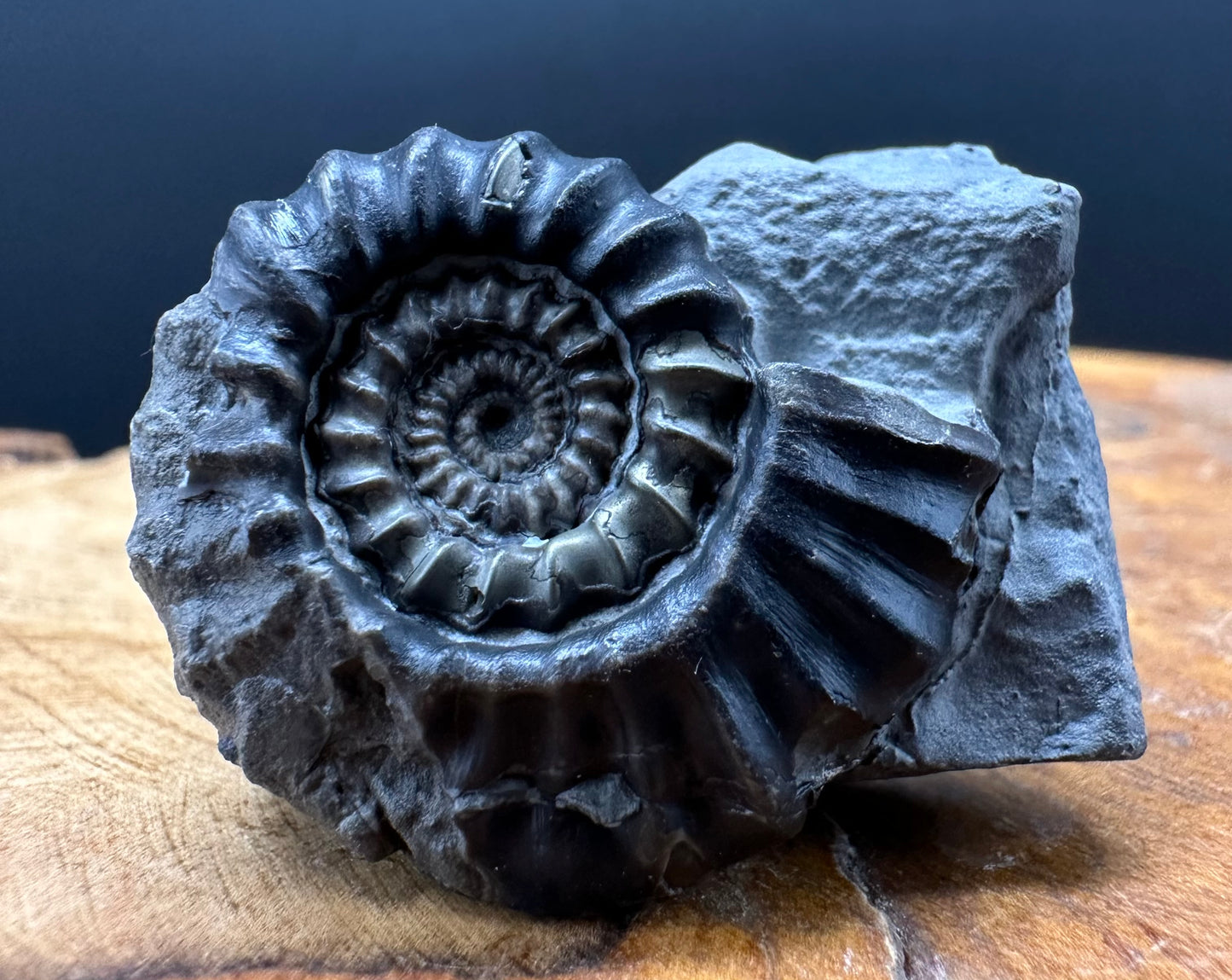 Gagaticeras Ammonite fossil with box and stand - Whitby, North Yorkshire Jurassic Coast Yorkshire Fossils