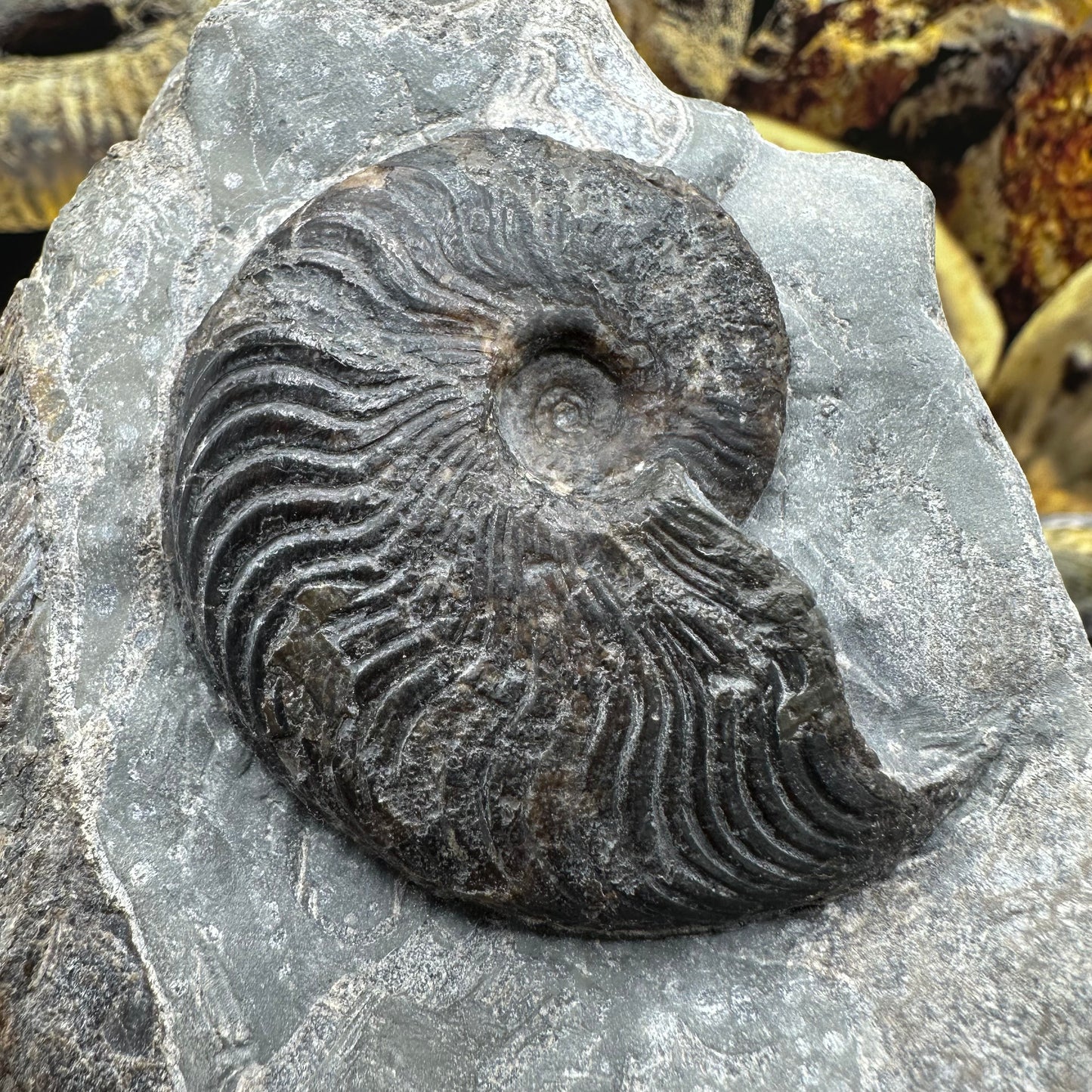 Cleviceras sp. ammonite shell fossil - Whitby, North Yorkshire