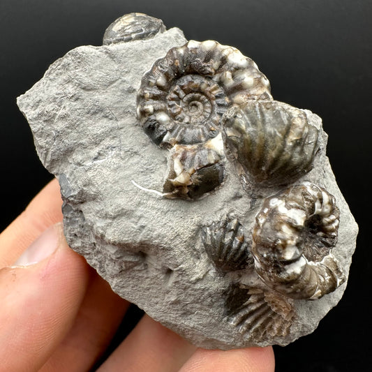 Androgynoceras maculatum ammonite fossil with box and stand - Whitby, North Yorkshire Jurassic Coast Yorkshire Fossils