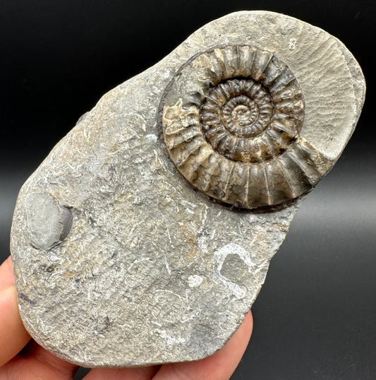 Arnioceras ammonite shell fossil with box and stand - Whitby, North Yorkshire Jurassic Coast Yorkshire Fossils
