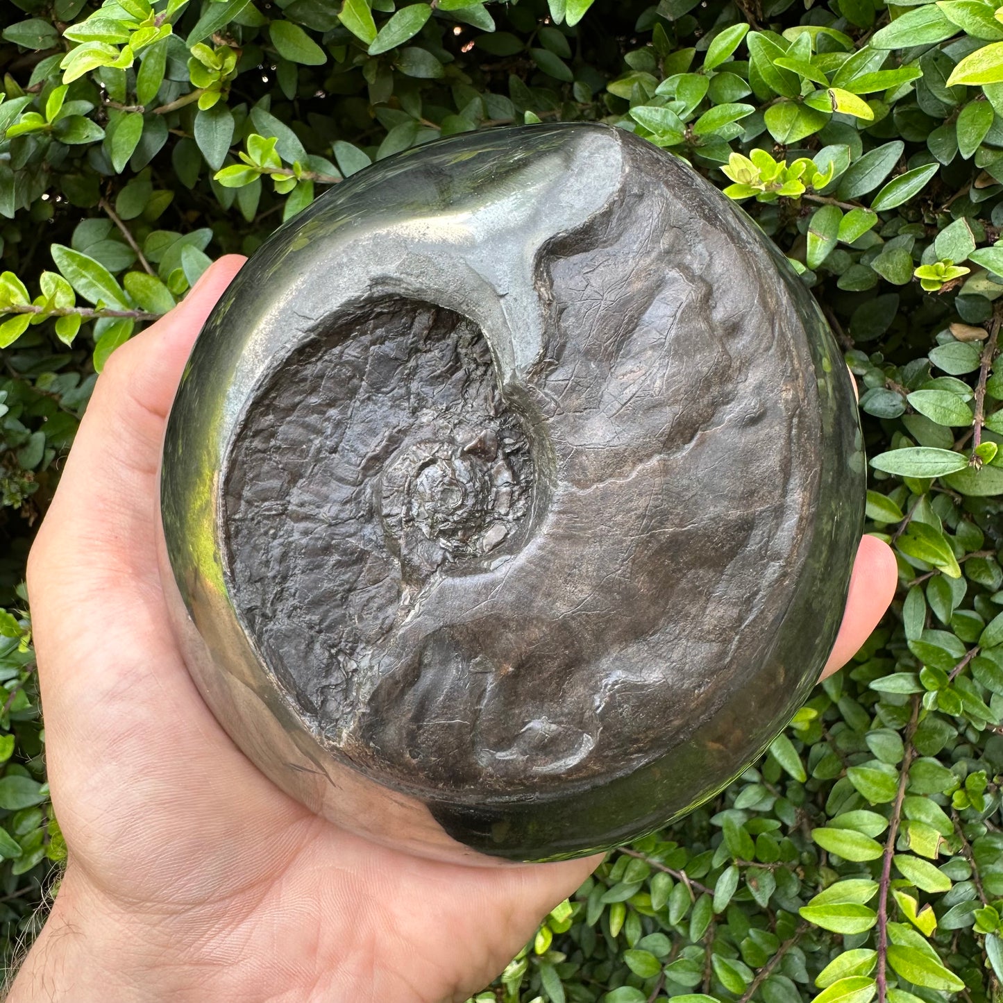 Golden Egg (GENUINE) Ammonite Fossil With Stand - Whitby, North Yorkshire Jurassic Coast Yorkshire Fossils