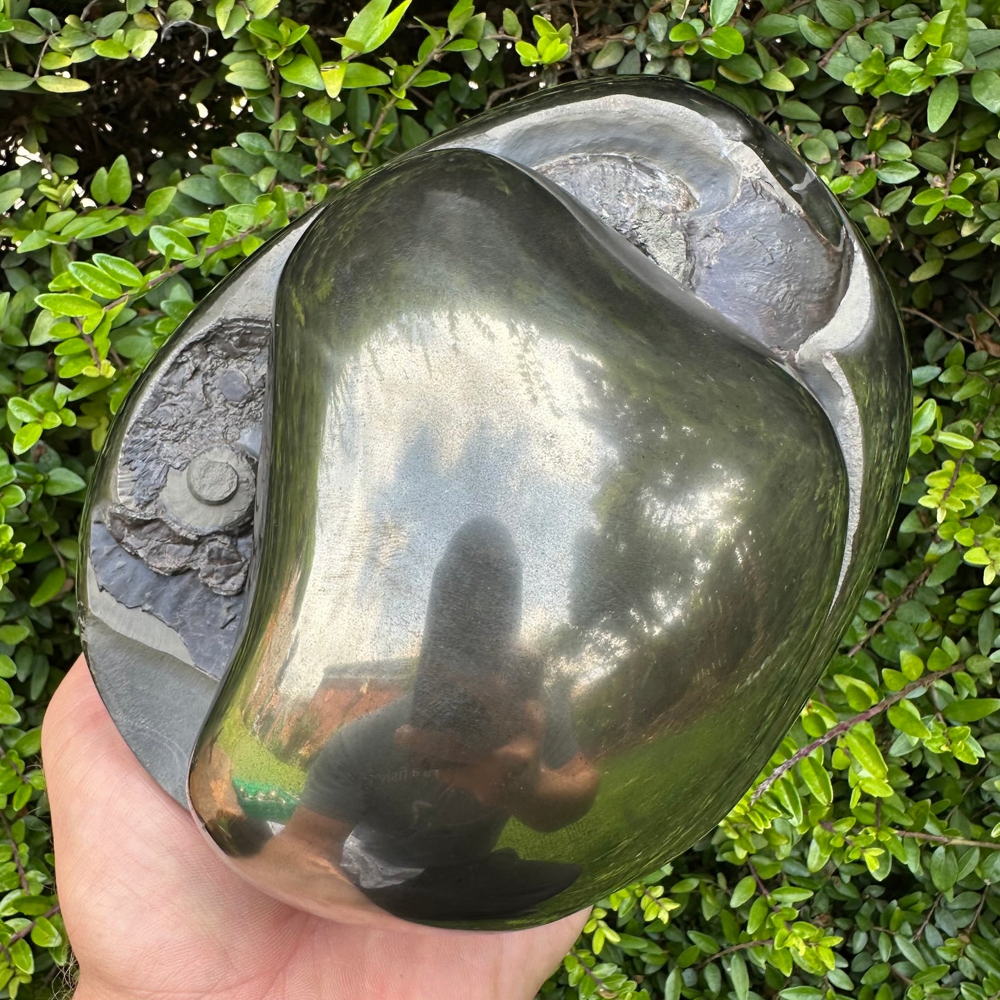 Golden Egg (GENUINE) Ammonite Fossil With Stand - Whitby, North Yorkshire Jurassic Coast Yorkshire Fossils