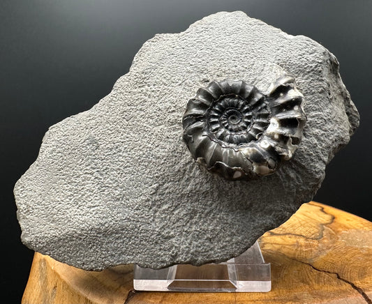Androgynoceras maculatum ammonite fossil with box and stand - Whitby, North Yorkshire Jurassic Coast Yorkshire Fossils