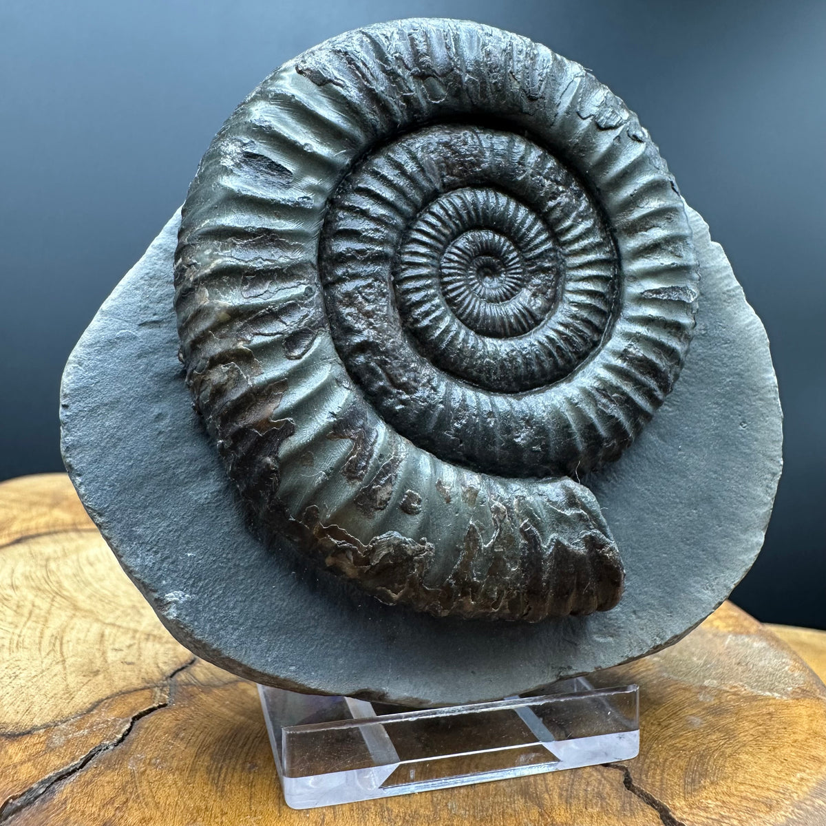 Dactylioceras Ammonite Fossil With box and Stand - Whitby, North Yorkshire Jurassic Coast Yorkshire Fossils