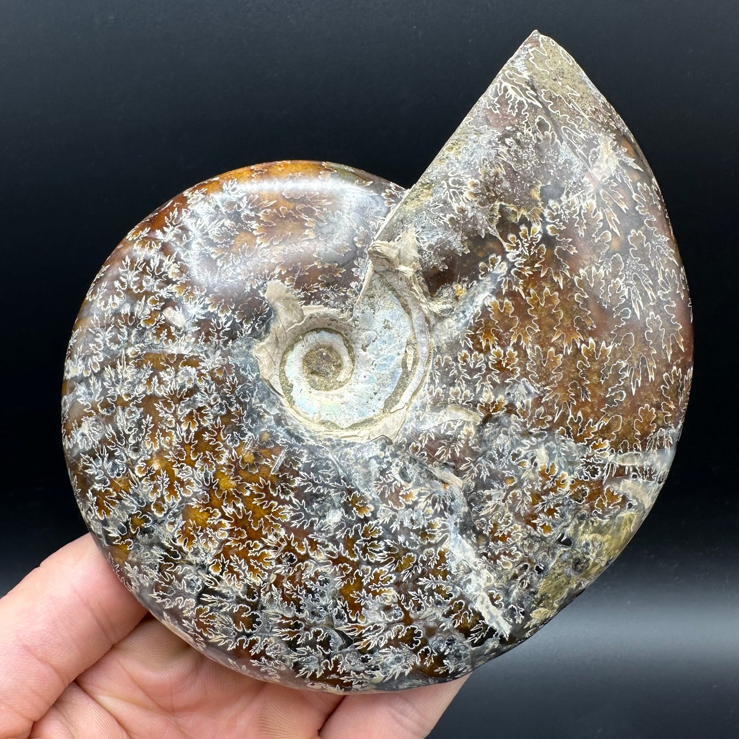 Cleoniceras Ammonite Fossil With Stand - Cretaceous Ammonite Madagascar