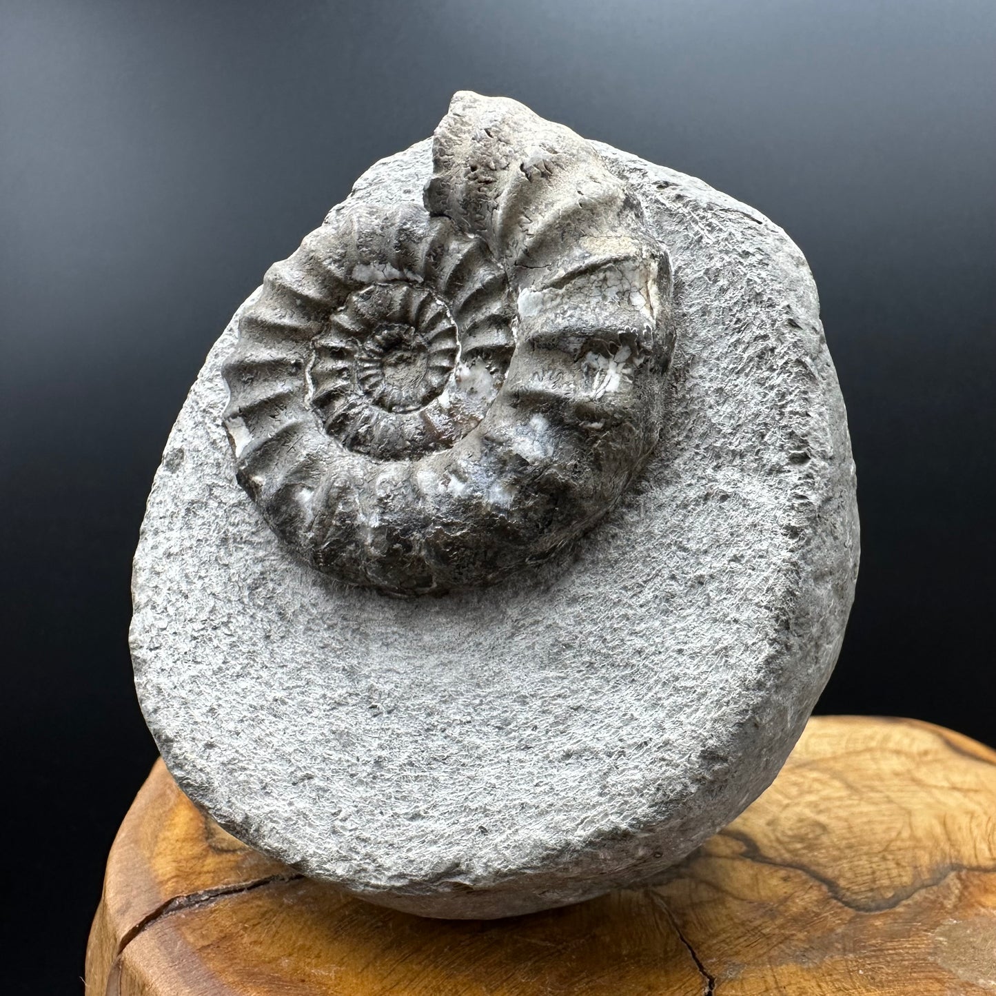 Androgynoceras maculatum ammonite fossil with box and stand - Whitby, North Yorkshire Jurassic Coast Yorkshire Fossils